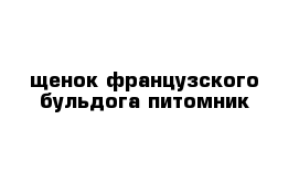 щенок французского бульдога питомник